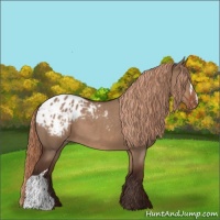 Horse Color:Liver Red Dun Appaloosa 