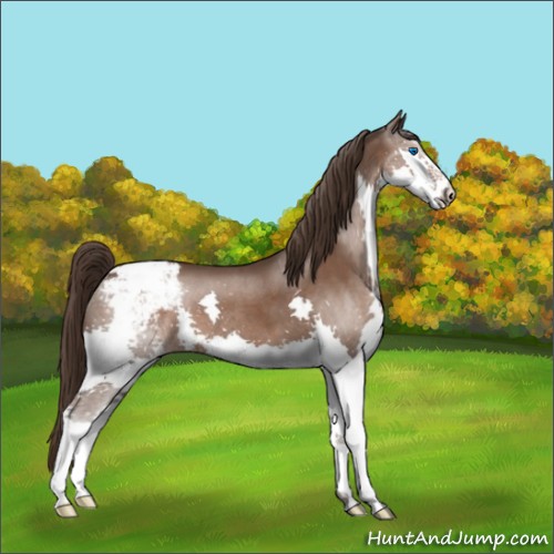 Horse Color:Liver Chestnut Splash Appaloosa 