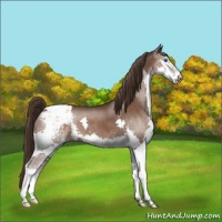 Horse Color:Liver Chestnut Splash Appaloosa 