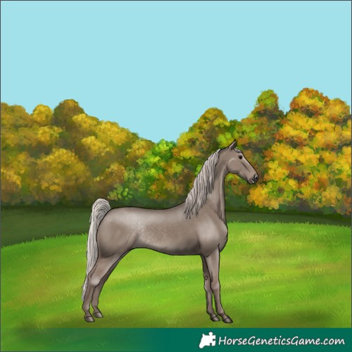 Horse Color:Silver Grullo Rabicano