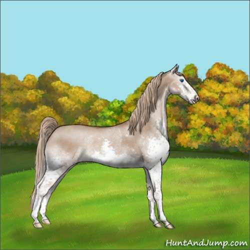 Horse Color:Liver Red Dun Splash Rabicano