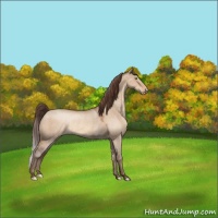 Horse Color:Sable Champagne Dun Appaloosa Rabicano 