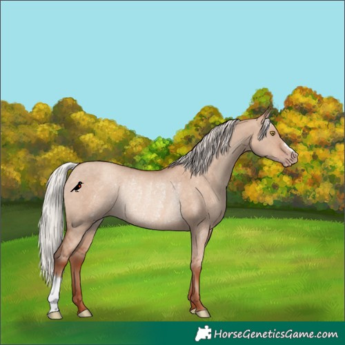 Horse Color:Silver Sable Champagne Dun Rabicano 