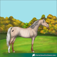 Horse Color:Silver Sable Champagne Dun Rabicano 