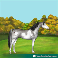 Horse Color:Grullo Splash Rabicano 