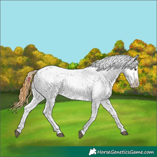 Horse Color:Chocolate Buckskin Roan Dun Tobiano Near Leopard Rabicano 