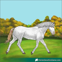 Horse Color:Chocolate Buckskin Roan Dun Tobiano Near Leopard Rabicano 