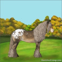 Horse Color:Chocolate Palomino Appaloosa 