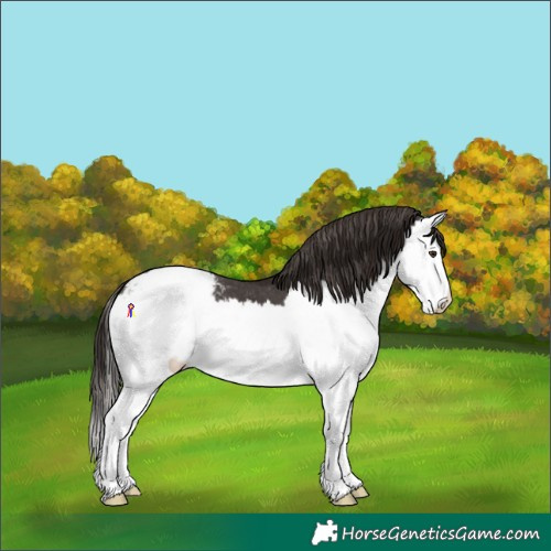Horse Color:Liver Chestnut Splash Snowcap 