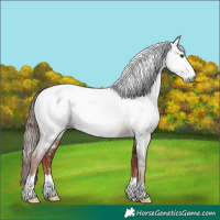 Horse Color:Gray Chestnut Near Fewspot 