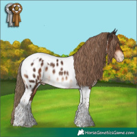 Horse Color:Liver Chestnut Tobiano Appaloosa Rabicano