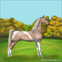 Horse Color:Red Dun Mushroom Tobiano 