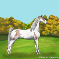 Horse Color:Chestnut Mushroom Splash Tobiano