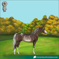 Horse Color:Silver Brown Appaloosa Rabicano 