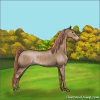 Horse Color:Liver Red Dun Appaloosa Rabicano 