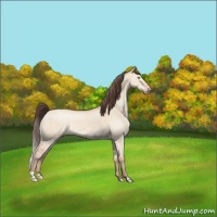 Horse Color:Sable Champagne Dun 