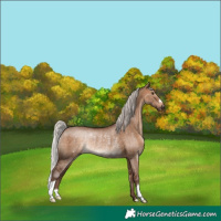 Horse Color:Silver Bay Dun Rabicano 