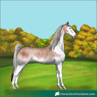 Horse Color:Silver Bay Roan Splash Rabicano 