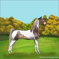 Horse Color:Liver Chestnut Tobiano 