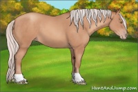 Horse Color:Silver Sable Champagne 
