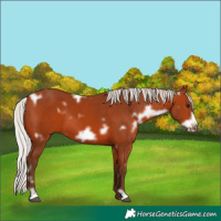Horse Color:White Spotted Silver Bay Frame 