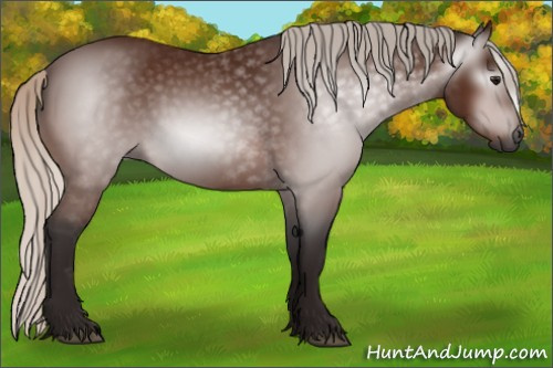 Horse Color:Gray Silver Bay 