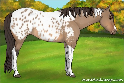 Horse Color:Bay Dun Tobiano Appaloosa 