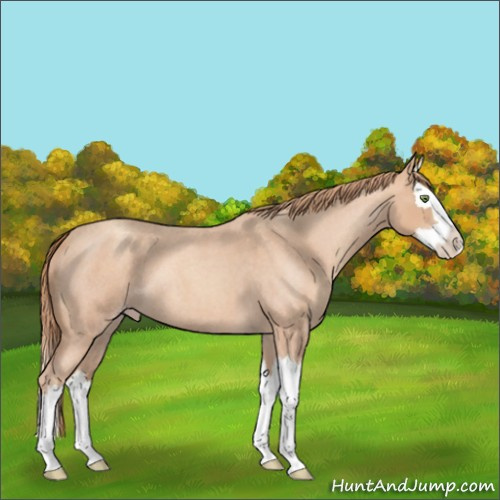 Horse Color:Gold Champagne Roan Sabino Splash