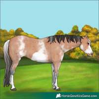 Horse Color:White Spotted Bay Sabino Frame 