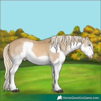 Horse Color:Chocolate Palomino Splash