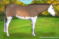 Horse Color:Buckskin Roan Splash 