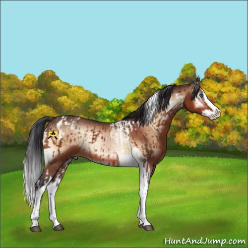 Horse Color:Bay Splash Tobiano  and Bay Onyx Splash Tobiano 