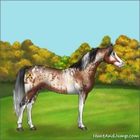 Horse Color:Bay Splash Tobiano  and Bay Onyx Splash Tobiano 