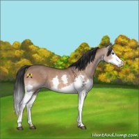 Horse Color:Brown Dun Splash