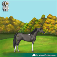 Horse Color:Grullo Tobiano 