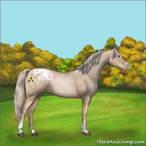 Horse Color:Chocolate Palomino Pearl Sabino Tobiano Appaloosa Rabicano 
