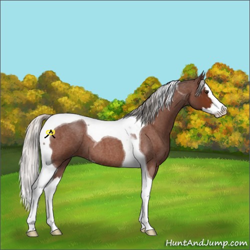 Horse Color:Silver Brown Roan Splash Tobiano 