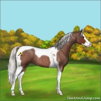 Horse Color:Silver Brown Roan Splash Tobiano 