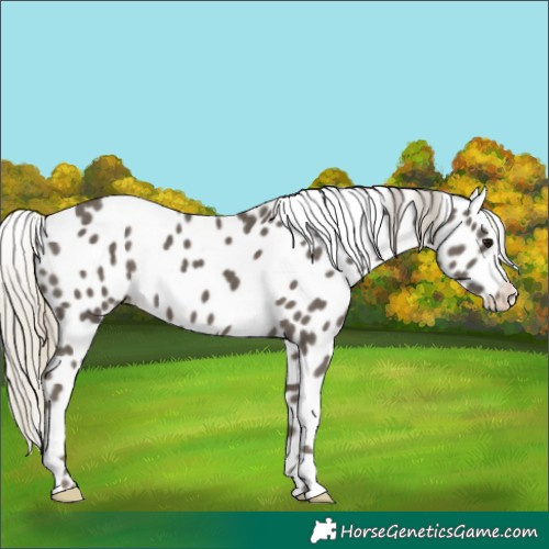 Horse Color:Silver Smoky Black Appaloosa 