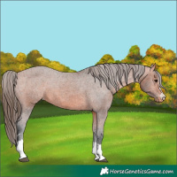 Horse Color:Bay Appaloosa 