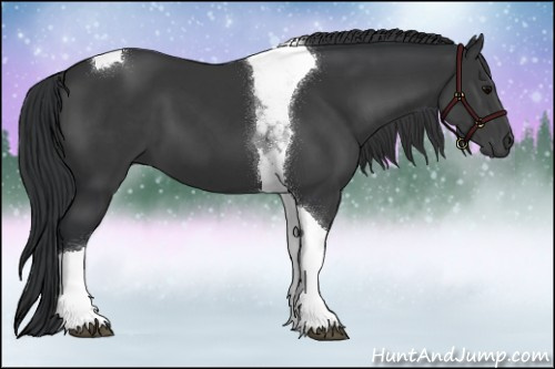 Horse Color:Black Tobiano 