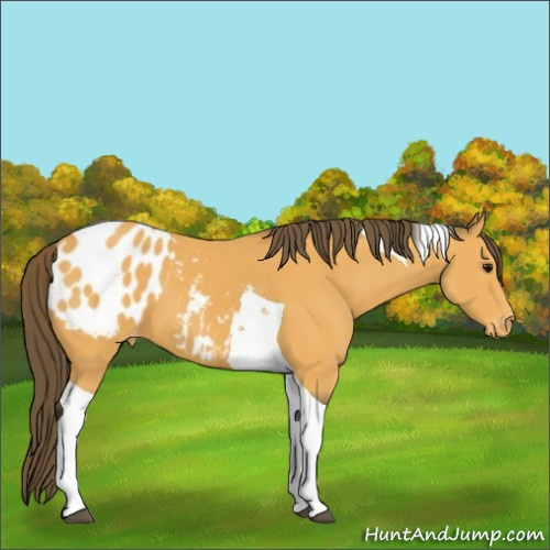 Horse Color:Buckskin Tobiano Appaloosa 
