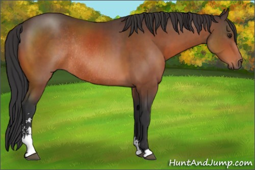 Horse Color:Brown Sabino Rabicano 