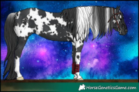 Horse Color:White Spotted Black 