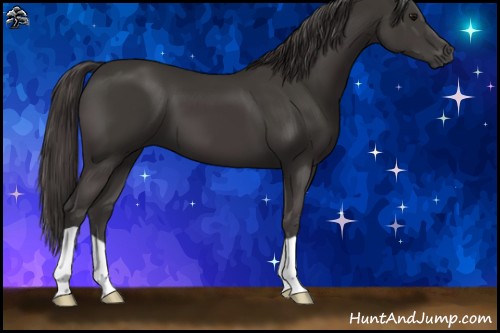 Horse Color:Smoky Black 