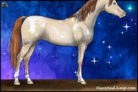 Horse Color:White Spotted Buckskin Pearl Dun 