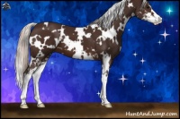 Horse Color:White Spotted Silver Brown Sabino 
