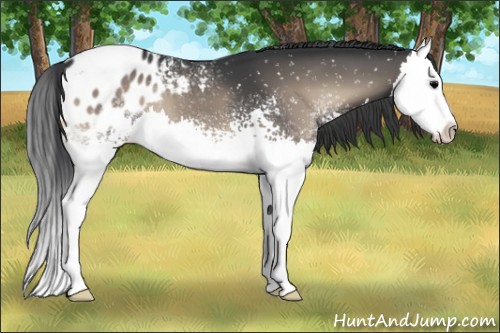 Horse Color:White Spotted Blue Onyx Splash Appaloosa 