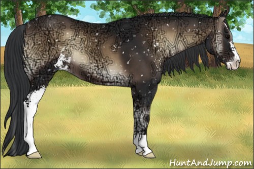 Horse Color:Brown Ice Onyx Sabino Appaloosa