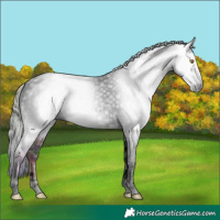 Horse Color:Gray Void Nacre Liver Red Roan Tobiano 